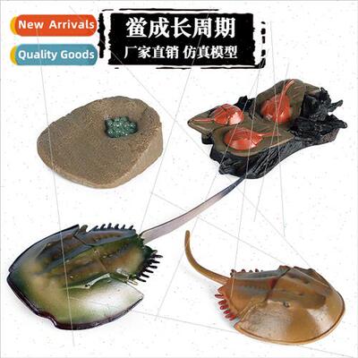 Animal growth cycle model early education toys horseshoe cra