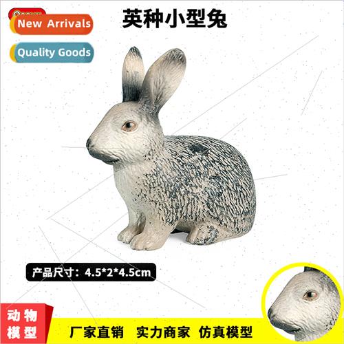 Animal model poultry rabb English breed miniature rabb Dutch