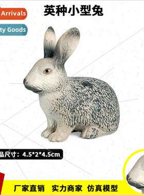 Animal model poultry rabb English breed miniature rabb Dutch