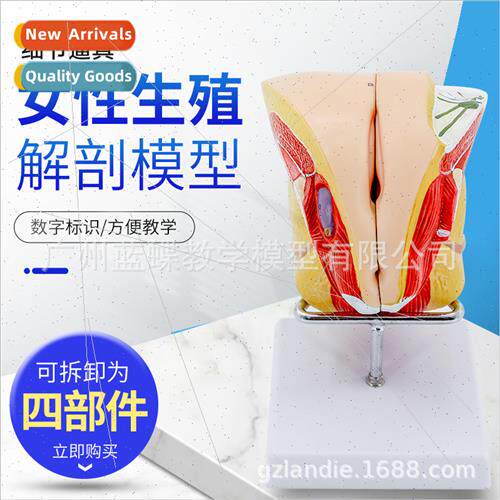Anatomical Model Female Reproductive Structures Female Inter