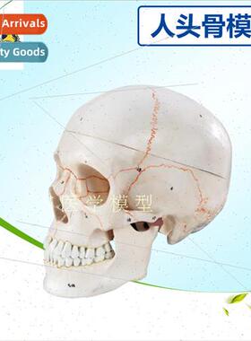 1:1 medical simulation skeleton human skull model skull anat
