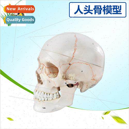 1:1 medical simulation skeleton human skull model skull anat