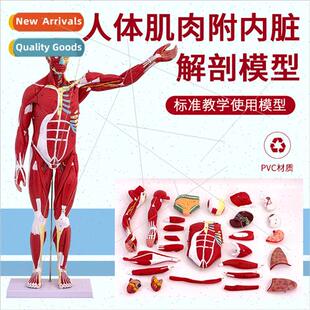 80CM human body muscle model wh internal organs 27 pcs muscl