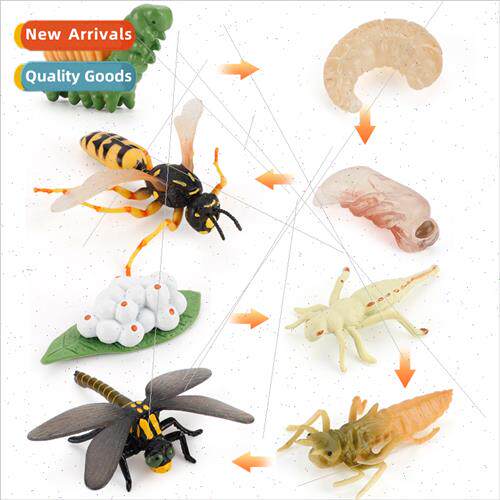 model ornament dragonfly wasp growth cycle simulation bee in