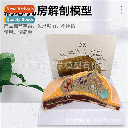 Breast pathology model Breast lesion model Breast model Brea