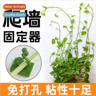 Plant green plant fixer green climbing wall artifact green b
