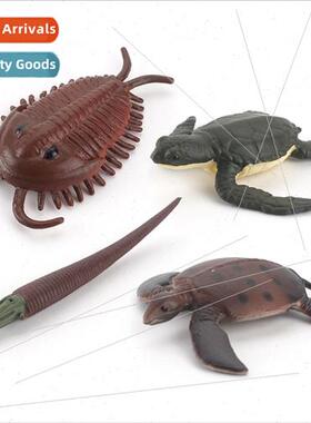 Trilobe room hornstone sea turtle model children science edu