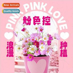 Office Greenery Small Potted Plants Magical Plants Indoor Mi