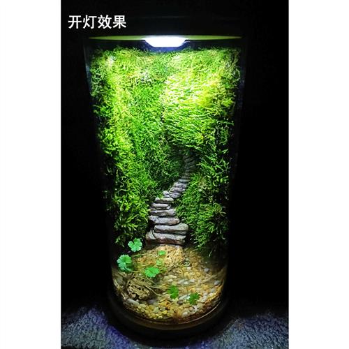 秘境空谷生物课两栖生物苔藓生态瓶微景观雨林缸礼物易养桌面绿植