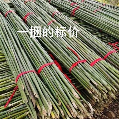 菜园搭架小竹杆爬藤架番茄豆角苦瓜丝瓜黄瓜竹竿支架大棚竹篱笆