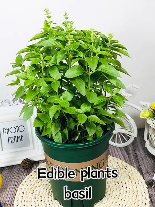 basil plants herbs mint rosemary thyme, spices Edible plant 鲜花速递/花卉仿真/绿植园艺 绿植 原图主图