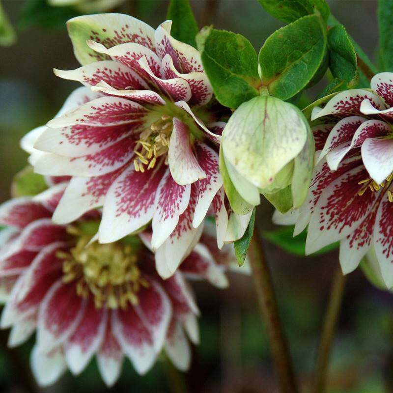 铁筷子花苗重瓣盆栽冬季开花庭院耐寒耐阴植物圣诞玫瑰带花苞绿植