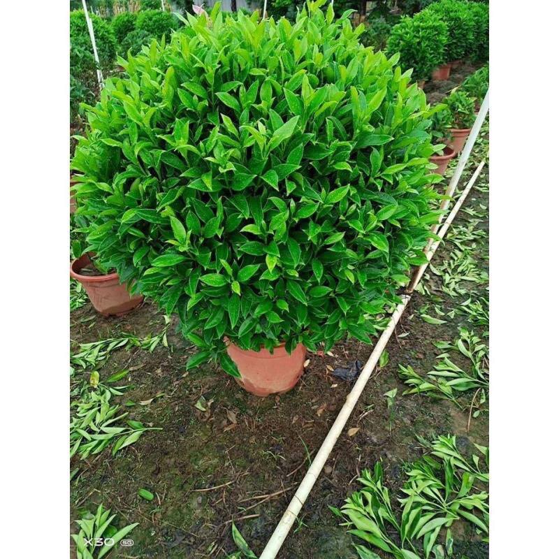 非洲茉莉花苗盆栽四季常青大型绿植物灰莉办公室内外阳台净化空气