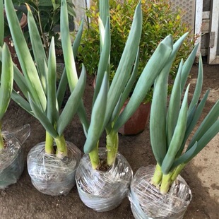 闽南风葱漳州风葱泉州风葱厦门风葱天葱楼仔葱羊角葱龙爪葱观音葱