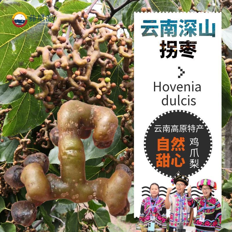[彝星源] 云南高原鲜拐枣 拐枣泡酒食材 农家自采 鸡爪梨儿时味道