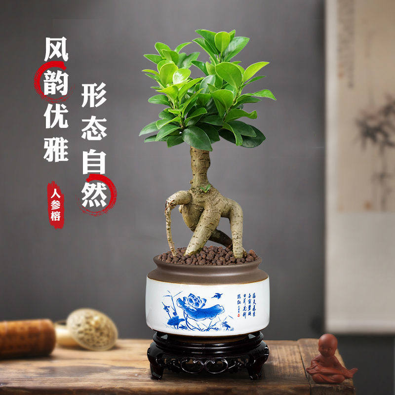 人参榕树盆景办公室内桌面客厅绿植花卉四季常青喜阳盆栽易活植物