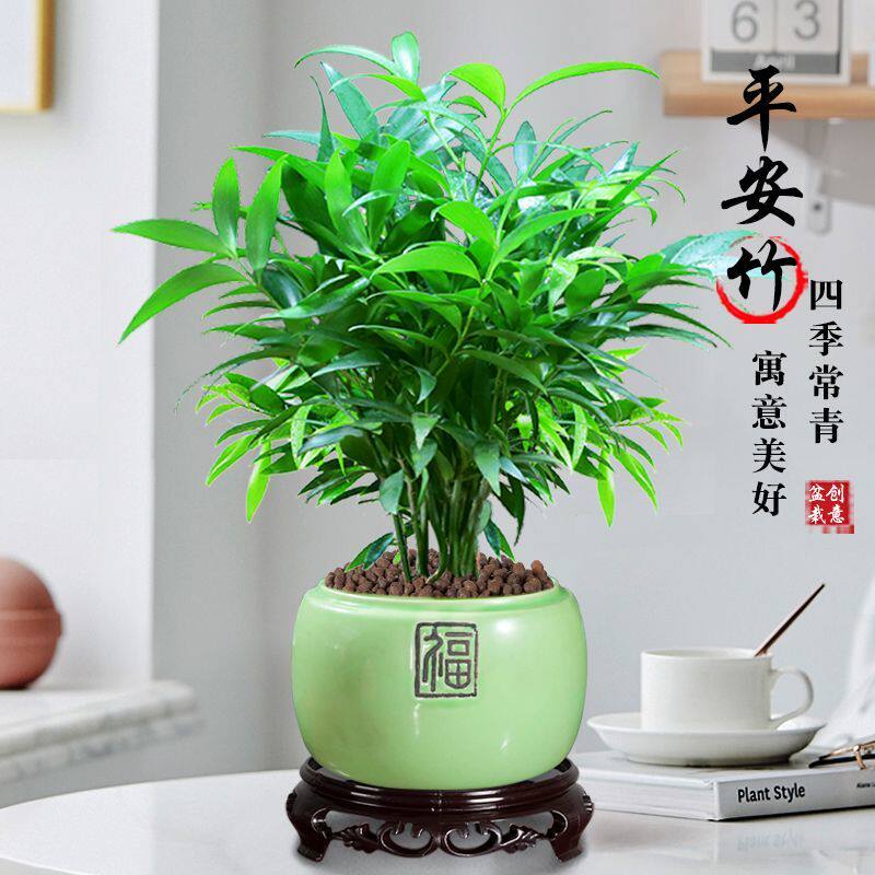 平安竹柏驱蚊长寿竹净化室内好养花卉空气绿植盆栽客厅四季常青