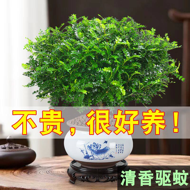 清香胡椒木盆栽植物好养室内外花卉桌面绿植四季常青精致美观盆景