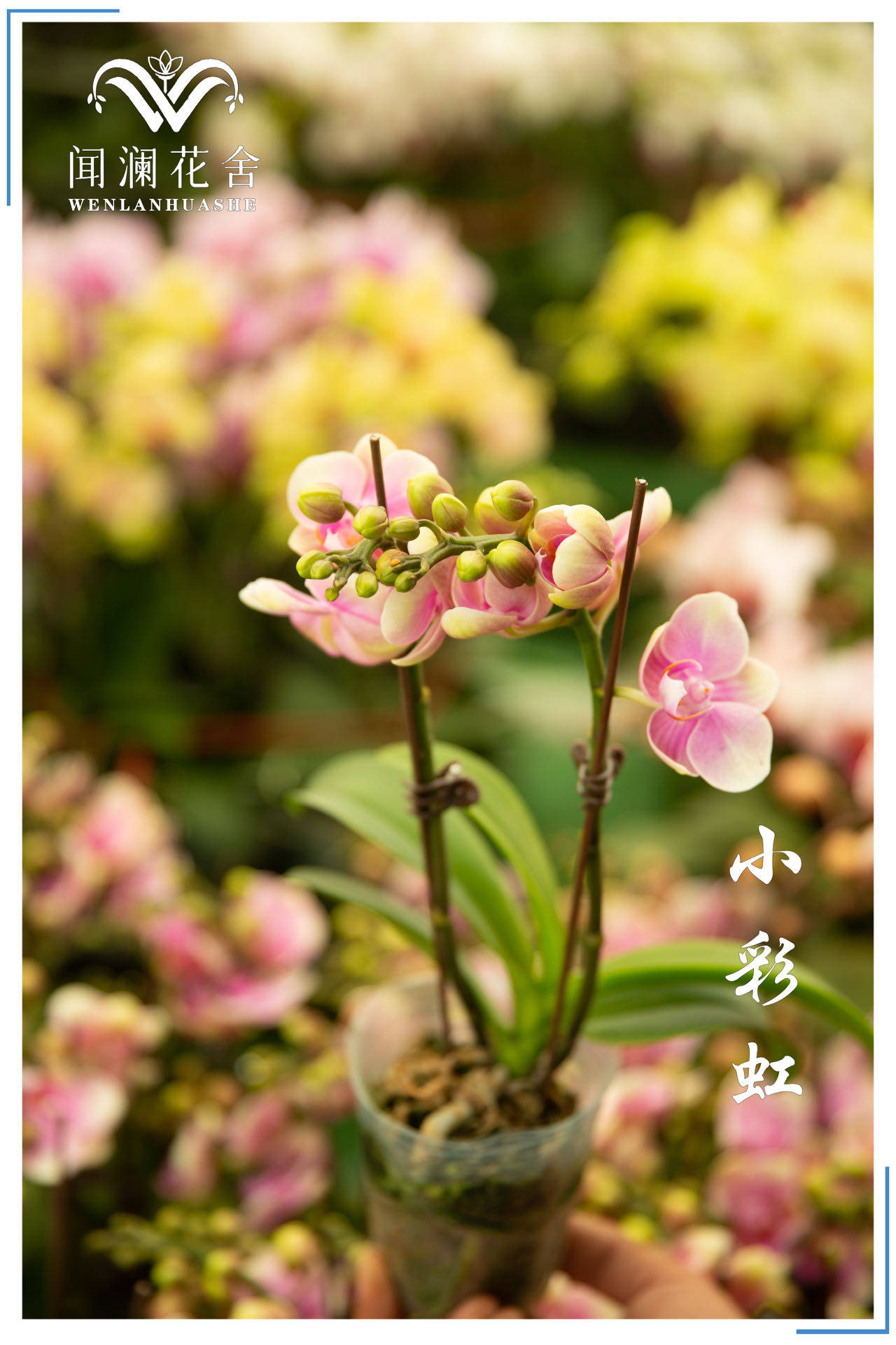 蝴蝶兰室内盆栽抽梗苗大苗四季开花年宵花卉高档室内花卉