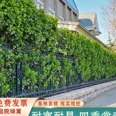 四季常青北海道树苗庭院围墙篱笆冬青苗绿篱黄杨苗大叶黄杨球景观