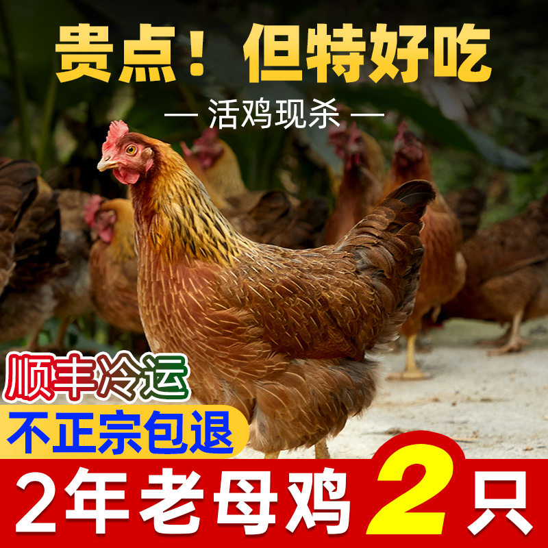 清远一品清远老母鸡土鸡散养土鸡