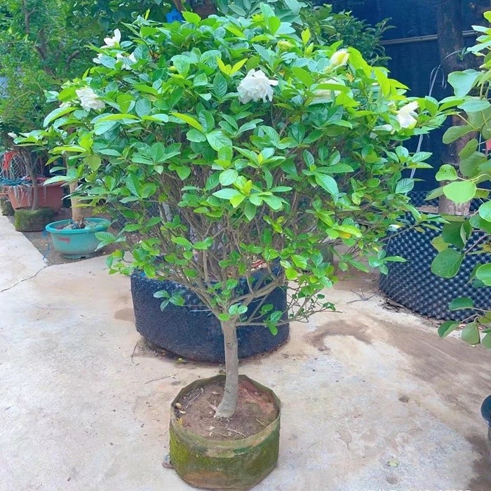 独杆栀子花苗绿植大叶牡丹栀子花盆栽浓香型客厅阳台庭院