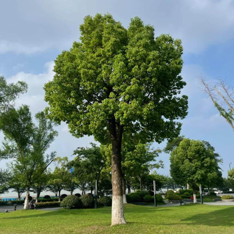 大型香樟树苗庭院行道四季常青绿
