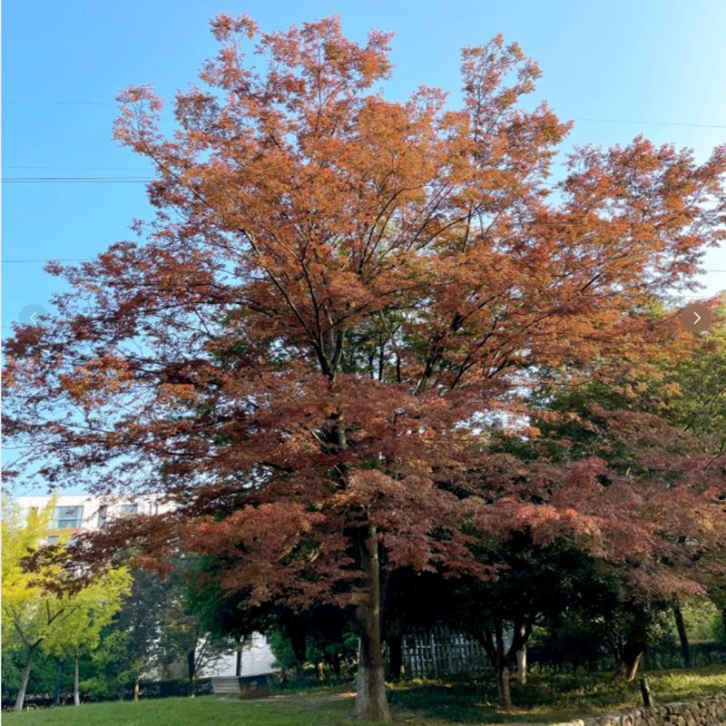 榉树树苗风景树血榉别墅庭院行道大型彩叶小叶红榉树绿化工程苗木