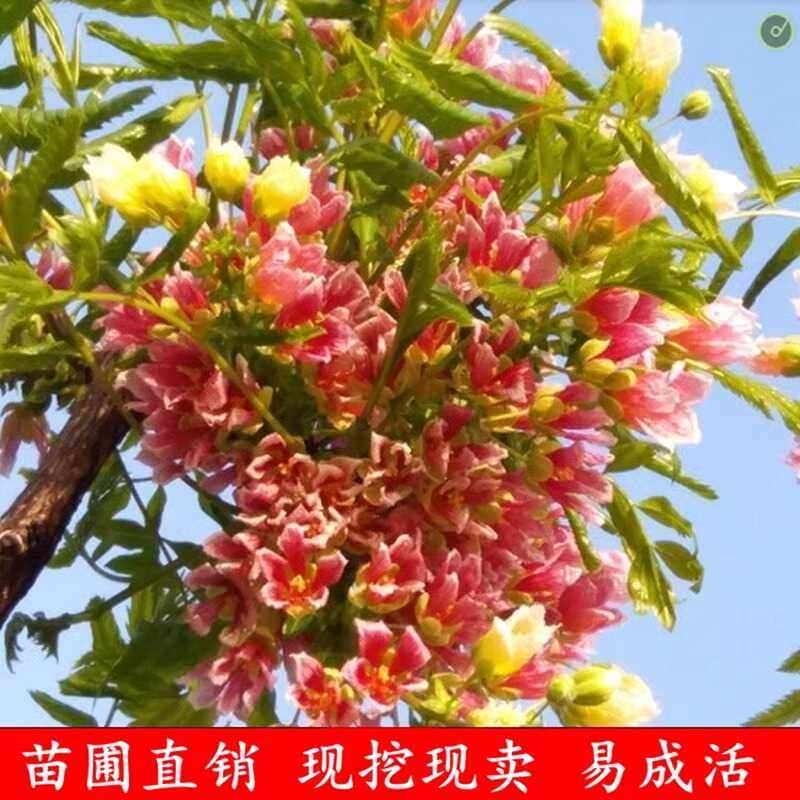 文冠花树苗状元花大树苗盆栽庭院地栽植物四季种植花卉绿植耐寒热,鲜花速递/花卉仿真/绿植园艺,行道树/乔木,淘宝优惠券,粉丝福利购,淘宝优惠卷