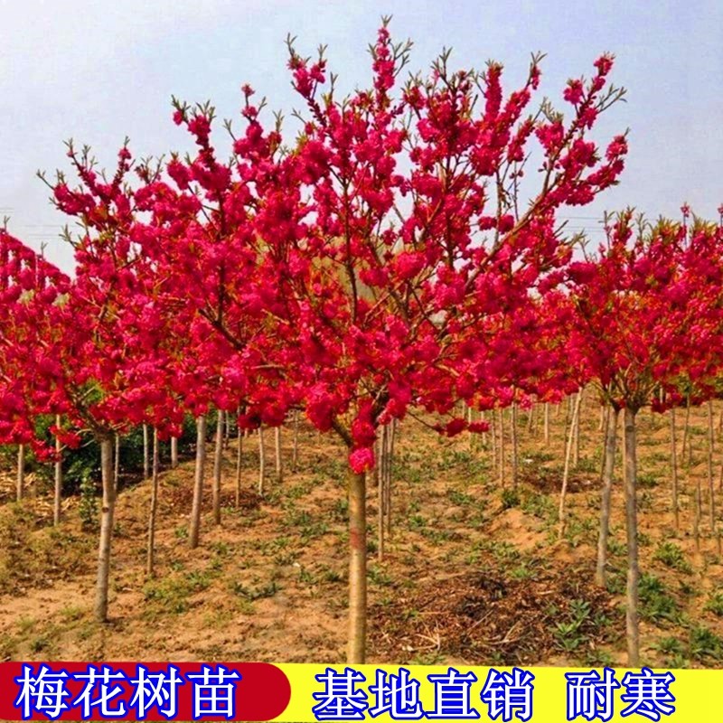 庭院梅花树苗盆栽室外耐寒绿梅红梅腊梅开花地栽盆景花卉盆栽植物