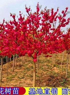 庭院梅花树苗盆栽室外耐寒绿梅红梅腊梅开花地栽盆景花卉盆栽植物