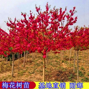 庭院梅花树苗盆栽室外耐寒绿梅红梅腊梅开花地栽盆景花卉盆栽植物