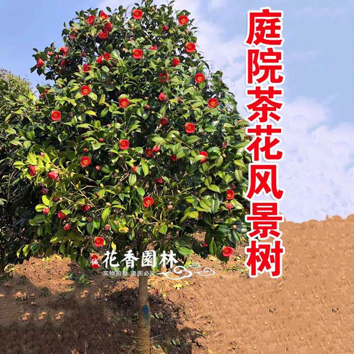 名贵山茶花耐冬茶花茶花树苗浓香型耐冻树苗带花苞室外耐寒盆栽苗