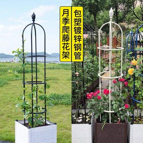 月季玫瑰花架柱形植物爬藤花架子