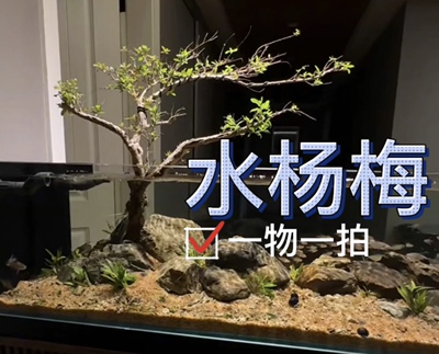 水杨梅原生态鱼缸乌龟造景装饰阴性水培植物水族净化水质小品盆栽