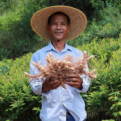 无硫YKO农生晒玉竹50g滋0补药食同源食品新鲜玉竹片 50家g 干0 干
