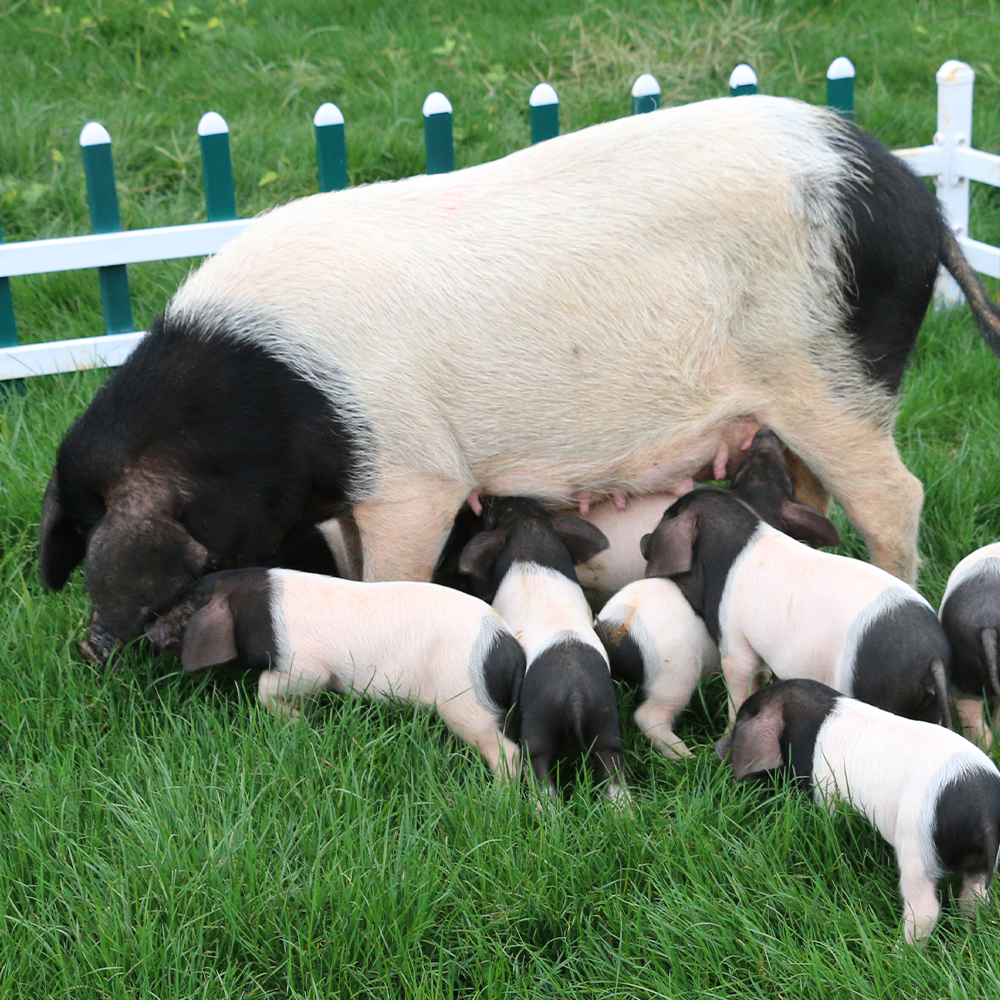 金猪府金华两头乌年猪整头活猪预定 120斤养殖365天以上出栏