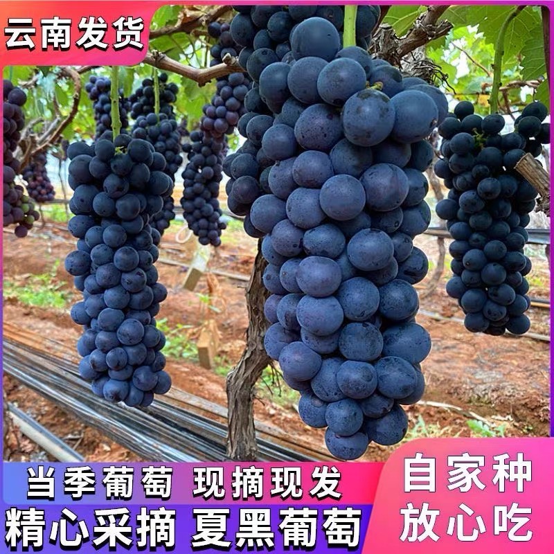 无核夏黑葡萄新鲜采摘黑提子黑加仑蓝莓葡萄奶茶专用无籽孕妇水果