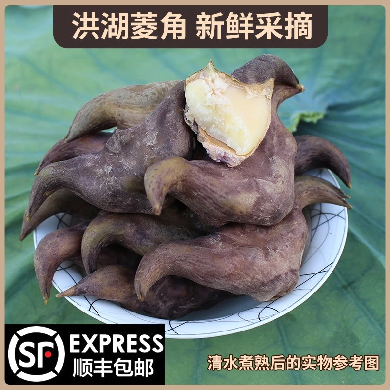 华贵新鲜老菱角洪湖特产可煮熟粉糯香甜现摘洪湖新鲜菱角顺丰包邮