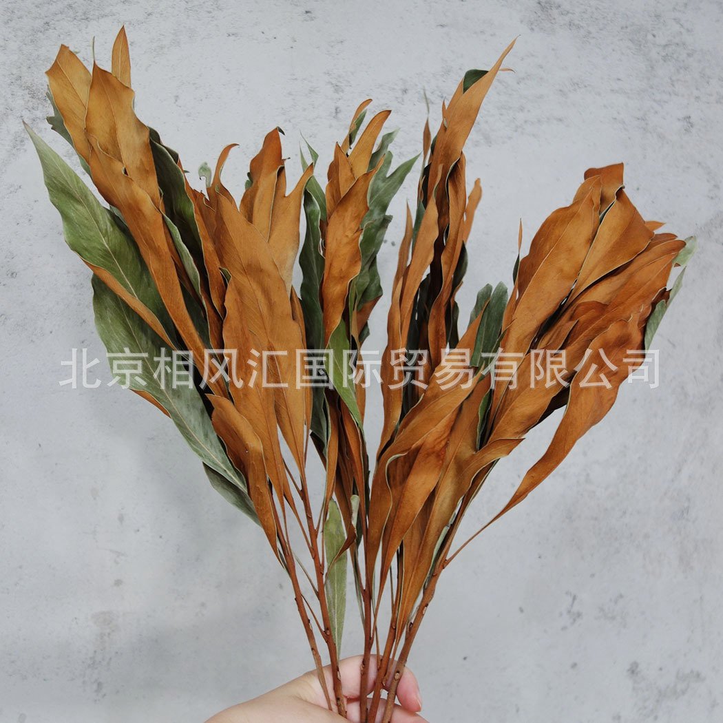 【双面叶】进口干花干草干叶装饰插花家居摆设节日礼品两面叶