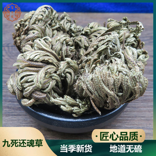 卷柏中药材正品九死还魂草还阳草500g卷白干打不死草复活草万年松