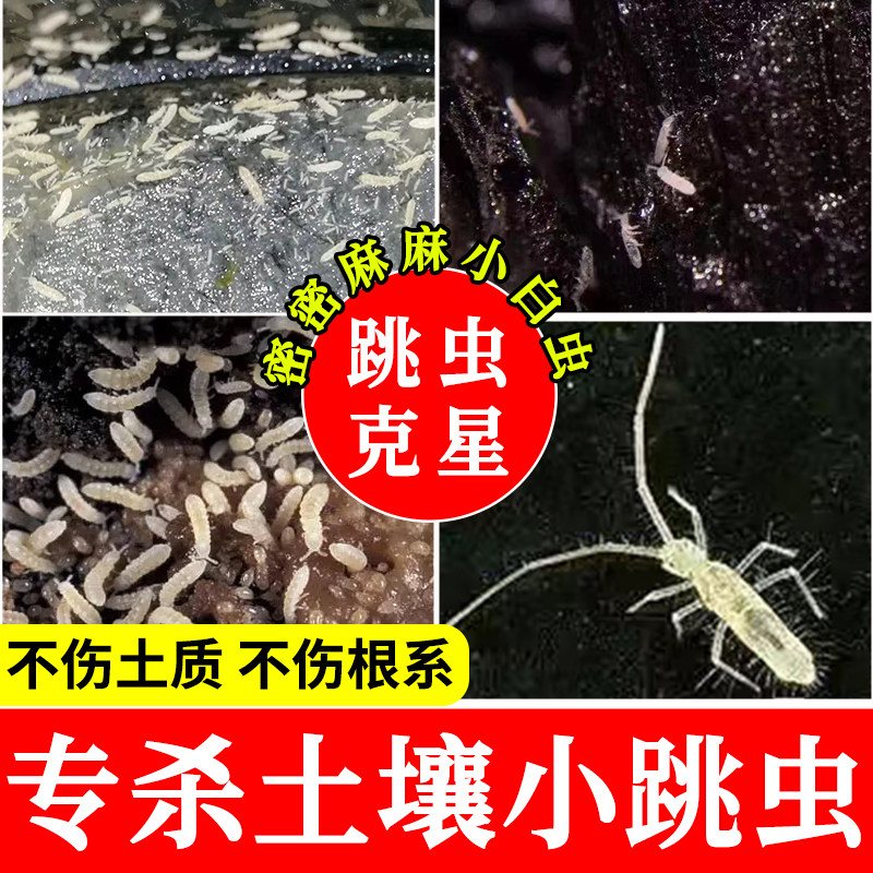 土壤跳虫小白虫杀虫剂植物花盆里面的烟灰虫潮虫土蛆地老虎弹尾xf