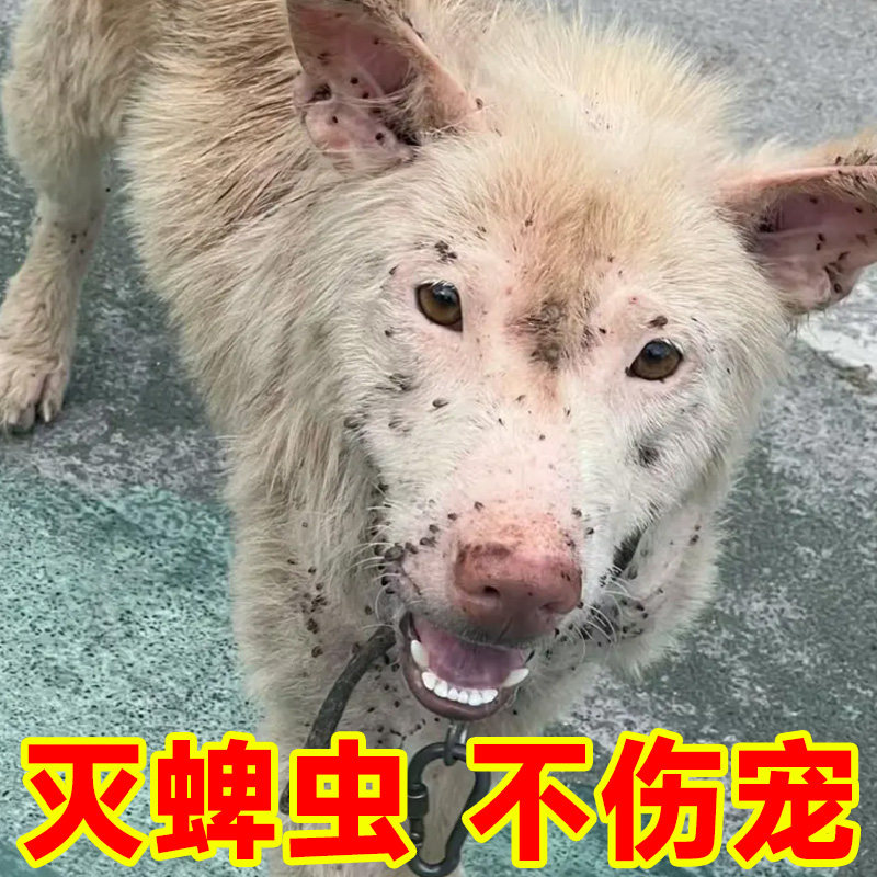 狗狗蜱虫专用去虱子狗蹦子杀虫粉