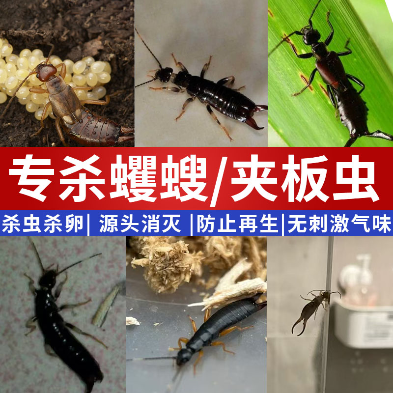 蠼螋夹板虫克星长效杀虫防虫