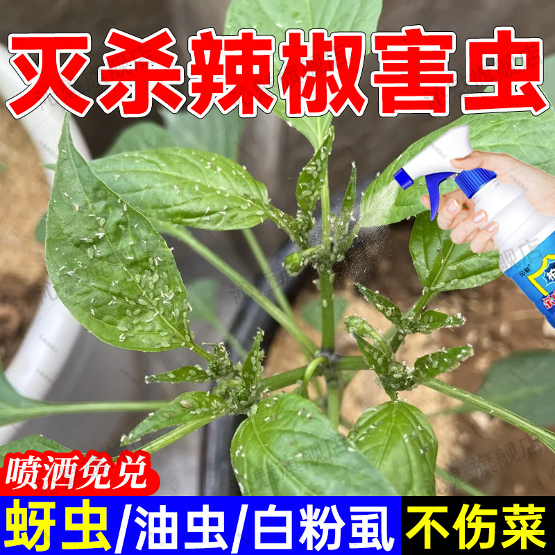 辣椒生蚜虫专用杀虫剂蔬菜茄子番茄白粉虱菜地除芽虫非农药杀虫jq