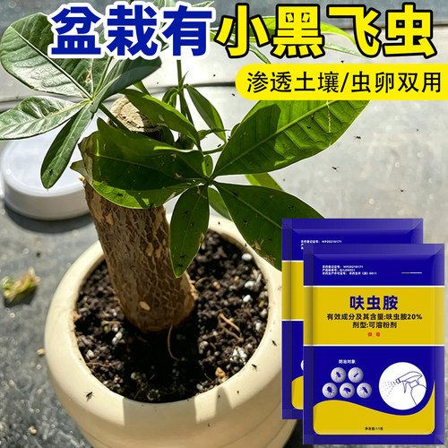 盆栽小黑飞杀虫剂花盆植物盆景