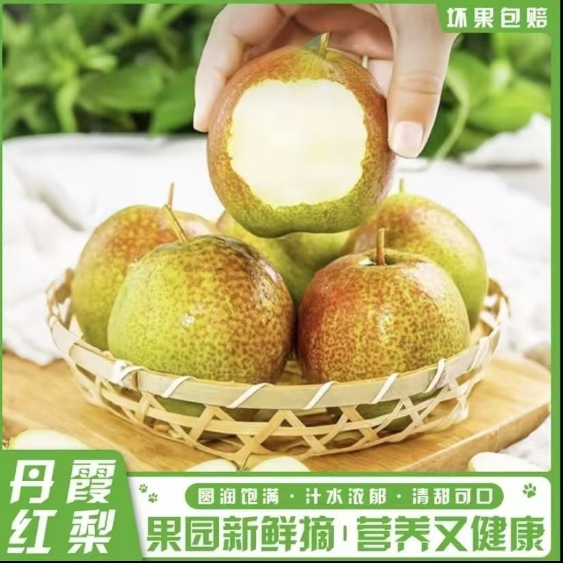 现摘山西丹霞红青皮梨子新鲜水果当季整箱包邮树熟酥梨香梨苹果梨