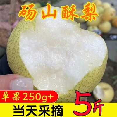 正宗砀山梨5斤安徽梨子新鲜水果应当季整箱包邮脆甜雪梨