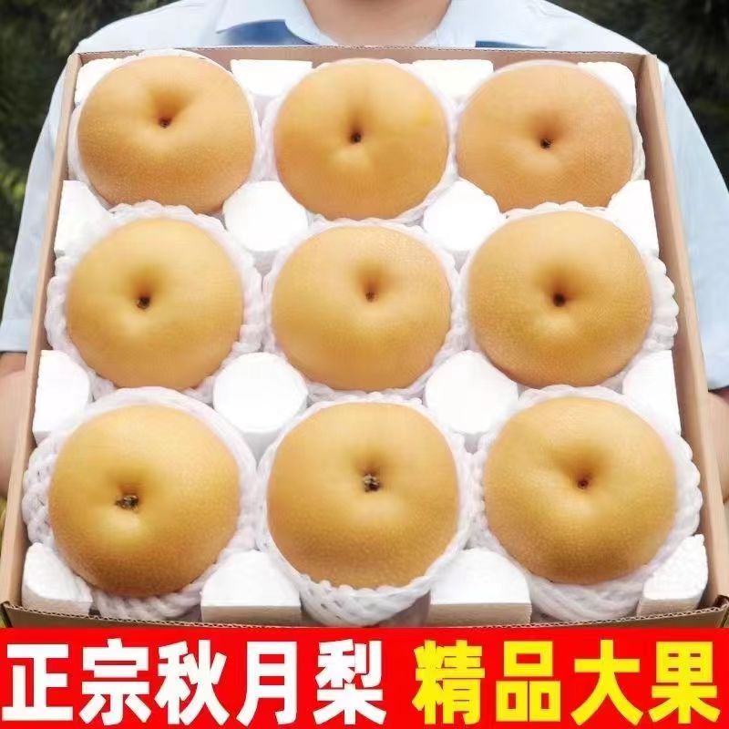 正宗山东秋月梨新鲜梨子当季现摘莱阳冰糖梨雪梨蜜梨水果包邮