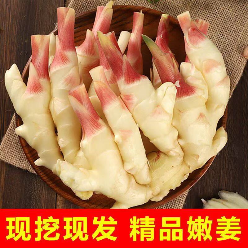 【山东嫩姜】仔姜新鲜子姜鲜姜醋泡姜红芽姜当季蔬菜现挖现发批发